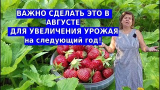 Что делать с клубникой в августе  важные 3 шага чтобы клубника восстановилась [upl. by Selohcin]