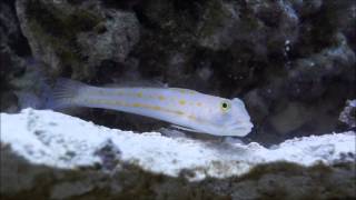 Diamond Watchman Goby Sifting Sand [upl. by Uno]