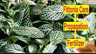 Hanging Basket plant Fittonia plant care HowTo Grow and Care Fittonia Fittonia propagation [upl. by Anirbus]