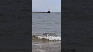 MERMAID IN THE WAVES Manistee MI [upl. by Heilman]