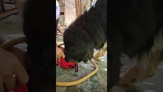 Tibetan Mastiff Dog ki muzzle training peepalfarm [upl. by Nodnek]