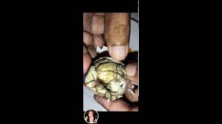 Balut egg embryo well known exotic food I Most of the Philippines viral asmr trending [upl. by Idona]