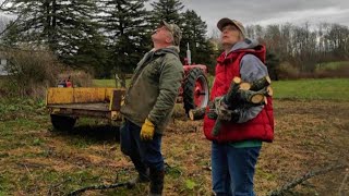 Cutting Black Walnut and a Treat for the Cattle [upl. by Penland631]