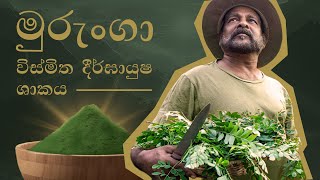 මුරුංගා විස්මිත දීර්ඝායුෂ ශාකය 🌿 Moringa The Miracle tree [upl. by Eleirbag]