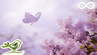 Always Soft Beautiful amp Relaxing Piano Music by Peder B Helland with Nature Photos [upl. by Palumbo]