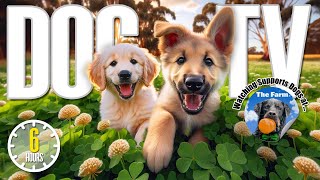 When Dogs Go On A Rampage 🐶FUNNIEST Dogs [upl. by Yssak442]