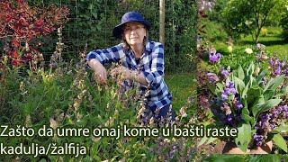 Zašto da umre onaj kome u bašti raste kadulja  Ljekovita biljka  žalfija  Salvia officinalis [upl. by Johannes]