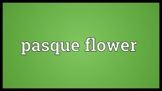 Pasque flower Meaning [upl. by Htelimay284]