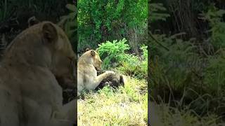 wildanimals lions attack edit [upl. by Nnaynaffit]