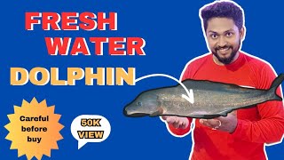 How To Keep Freshwater Dolphin 🐬🐬 Details Video  Feeding Tank Size Community And All 🐟🙋‍♂️ [upl. by Aytac]