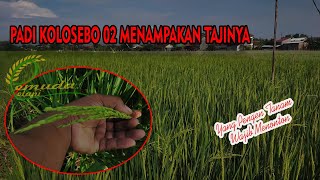 PADI KOLOSEBO 02 MENAMPAKAN TAJINYA [upl. by Iturk]