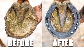 Farrier Hoof Restoration  Satisfying [upl. by Sheff]