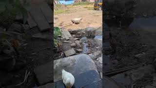 American pekinyoutubeshortstrending villagelifevillageduck [upl. by Hartwell836]