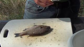 How to Scale and Fillet Fish Bluegill Bream and other Panfish [upl. by Lowenstern174]