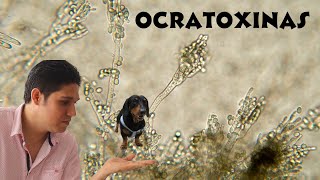 Ocratoxinas [upl. by Lydell]