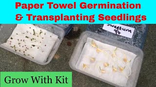 Paper towel seed germination  Transplanting seedlings [upl. by Brande]