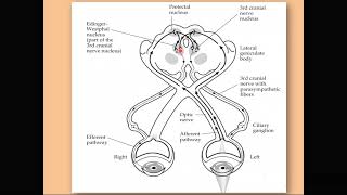 The pupillary light reflex [upl. by Neeruan]