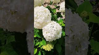 Hydrangea arborescence Annabelle  Hortensia Annabelle [upl. by Etnud848]