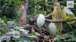 Disponible 🟢 Finca de 100 manzanas casa colonial época de oro El Salvador Ahuchapan 4K [upl. by Baldwin]