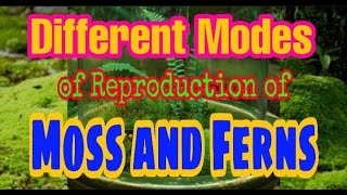 Different Modes of Reproduction of Moss amp Ferns [upl. by Nauaj]