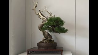 Bonsai Advanced Techniques Bending of the big trunk of a Pinus Mugo by Nicola Crivelli [upl. by Missak]