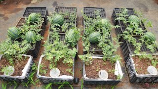 Growing watermelon at home is easy big and sweet if you know this method [upl. by Omrellig]