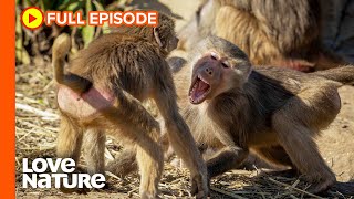 Hamadryas Baboon Clans Battle Over Territory  Wildlife Icons Ep107 [upl. by Storer808]