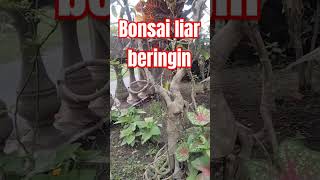 Bonsai liar beringin fypviral shorts short [upl. by Bearce]