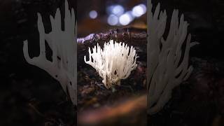 Corals Mushroom Photography macrophotography mushroomphotography [upl. by Hsemar499]