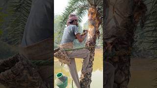 Method of extracting date palm juice from palm trees nature youtubeshorts [upl. by Kira]