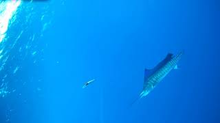 Sailfish Strike Rapala Trolling Lure Recorded by Spydro Camera on my Hobie PA 14 [upl. by Ennaus392]