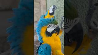 Beautiful Macaw Dancing macaw macawbird blueandgoldmacaw macawdance macawparrotdance parrot [upl. by Odirfliw314]