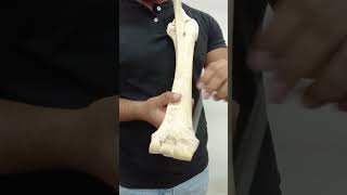 RADIO Y CÚBITO OSTEOLOGIA ANATOMÍA VETERINARIA 1 [upl. by Syhr]