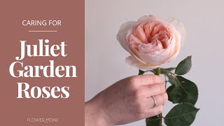 How to Care for Juliet Garden Roses  Flower Moxie Product Video [upl. by Rowen]