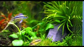 Apistogramma trifasciata pair displaying [upl. by Vaas91]