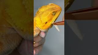 This MIGHT BE the Best SHED Removal on YouTube• stayrad ChuckNorrizBeardedDragons beardeddragons [upl. by Mossberg]