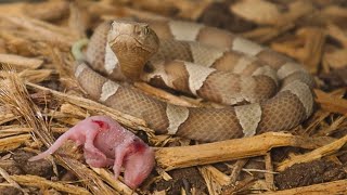 This Venom Injection From The Baby Copperhead Was Wild [upl. by Amberly]