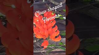 Do you find it beautiful Stronglyodon macrobotrys  Clusterd Claw Shaped Flowers [upl. by Marissa978]