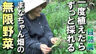 【自然農】一度植えたらずっと採れる「無限野菜」 2024年4月2日【natural farming】 [upl. by Bail]