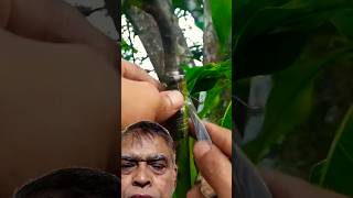 Mango tree grafting agriculture diy green screen plants shots  YouTube shorts [upl. by Naugan]