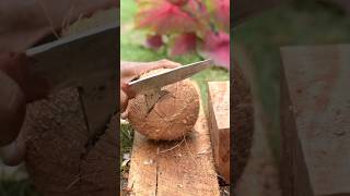 Skills in opening coconut shells [upl. by Ilrebmik]