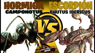 HORMIGA VS ESCORPIÓN  OBRA MAESTRA  COMENTADO [upl. by Eanehs811]