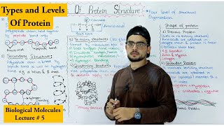 Protein Structure  Four levels of protein Organization  shape of protein [upl. by Edge]