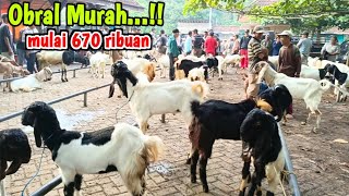 670rb🔥🔥HARI INI HARGA KAMBING MURAH MERIAH PASAR PAHING TRENGGALEK‼️HargaTernak [upl. by Eelyrehc472]