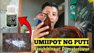 Gamot sa manok na umiipot ng puti  Peejay Vergara [upl. by Nnylyak]