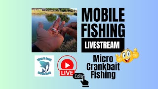 Micro Crankbait Fishing Ultralight Baitcasting mobile fishing livestream [upl. by Blodgett]