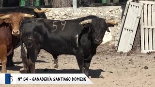 Tudela de Duero Presentación Toros Fiestas 2024 [upl. by Leonteen589]