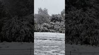 Snowing ❄️❄️❄️ supercold snow snowfall snowing shortvideo shorts [upl. by Lupien]