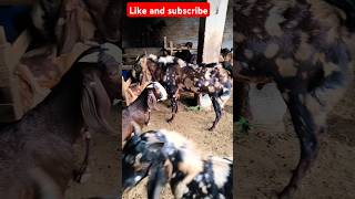 Ckb Goat Farm MO 8949200941goatfarm tonk Sirohi Goat Farm shorts [upl. by Riti]