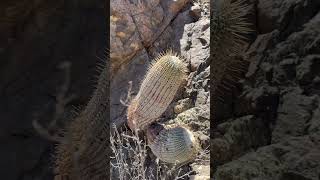 Copiapoa cinerea albispina is the lightspine version of the almighty cinerea and grows just as slow [upl. by Eillib141]